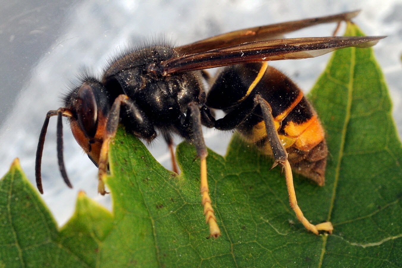 Description de l'image